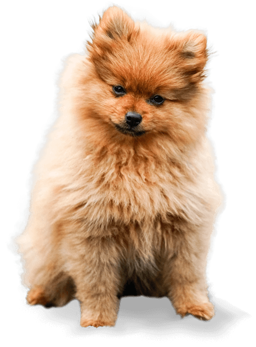 Dog About